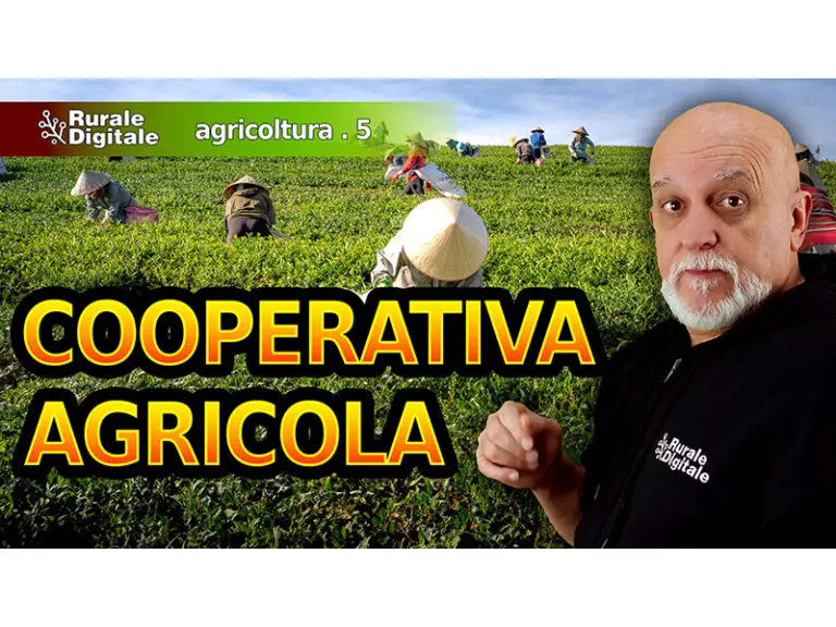 cooperativa agricola